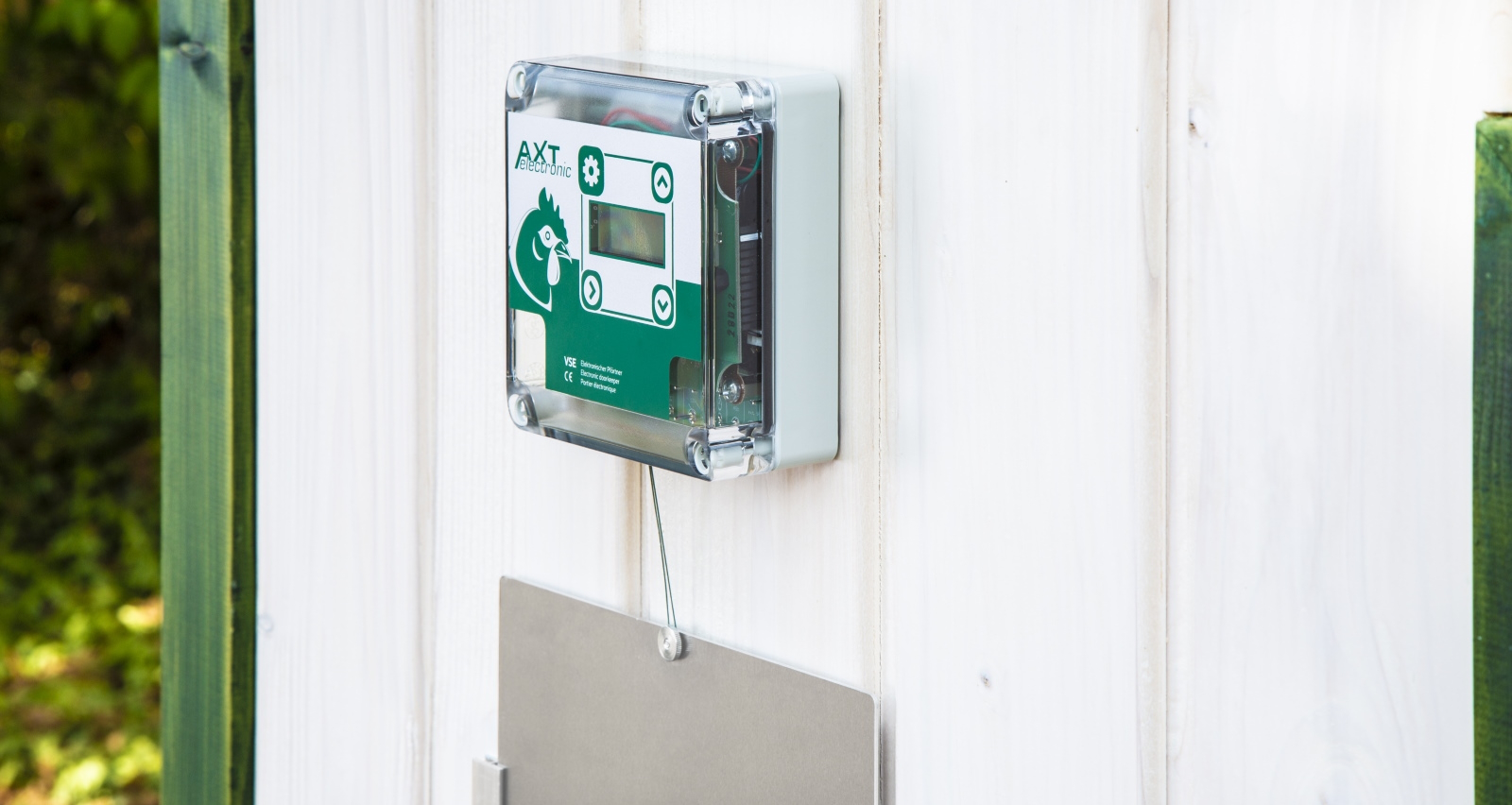 Ein elektronischer Hühnerstalltüröffner ist an einer weißen Holzwand montiert. Er hat ein transparentes Gehäuse, grüne Frontplatte mit Hühnerkopf-Logo, Display und Tasten. Ein Draht führt zur Metallklappe darunter. Links sind Pflanzen erkennbar.