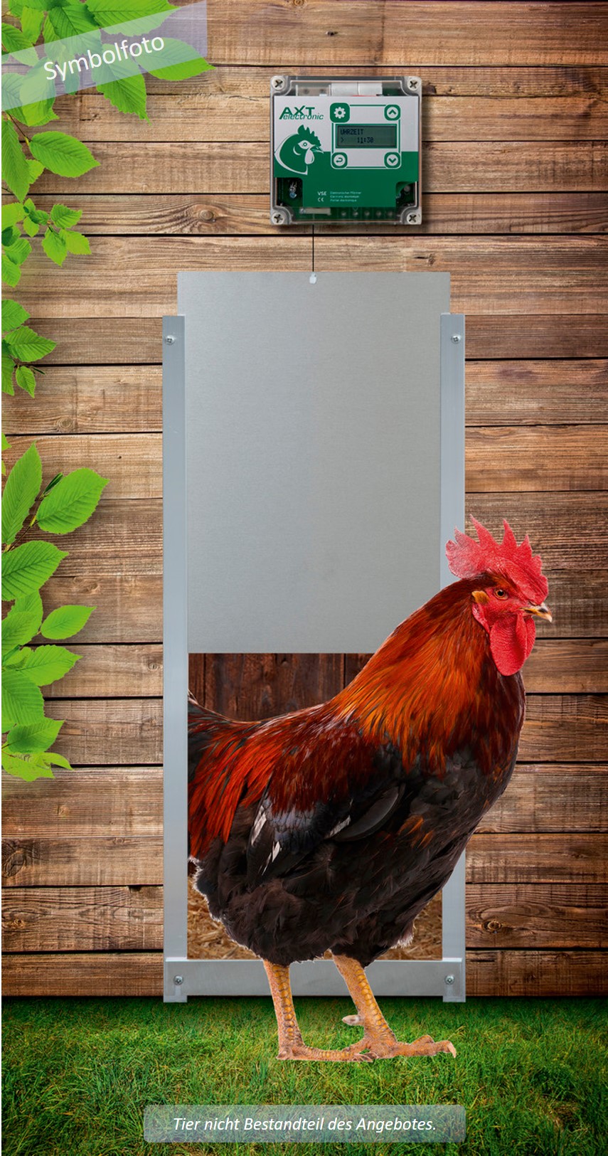 Automatische Hühnerklappe VSE mit Aluminium-Schieber und Steuergerät an Holzwand. Oben grüner AXT-electronic Pförtner mit Zeitschaltuhr und Display, darunter silberne Hühnertür. Hahn steht davor auf Gras.