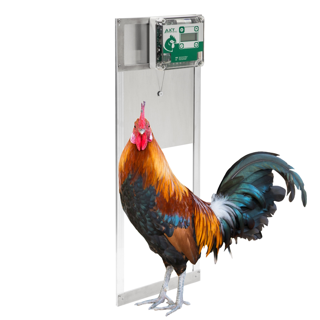 Ein prächtiger Hahn mit rot-orangen Federn und leuchtend rotem Kamm steht vor einer voll geöffneten, automatischen Metall-Hühnerklappe. Oben ist die grüne Steuerungseinheit mit AXT-Logo und Display sichtbar.