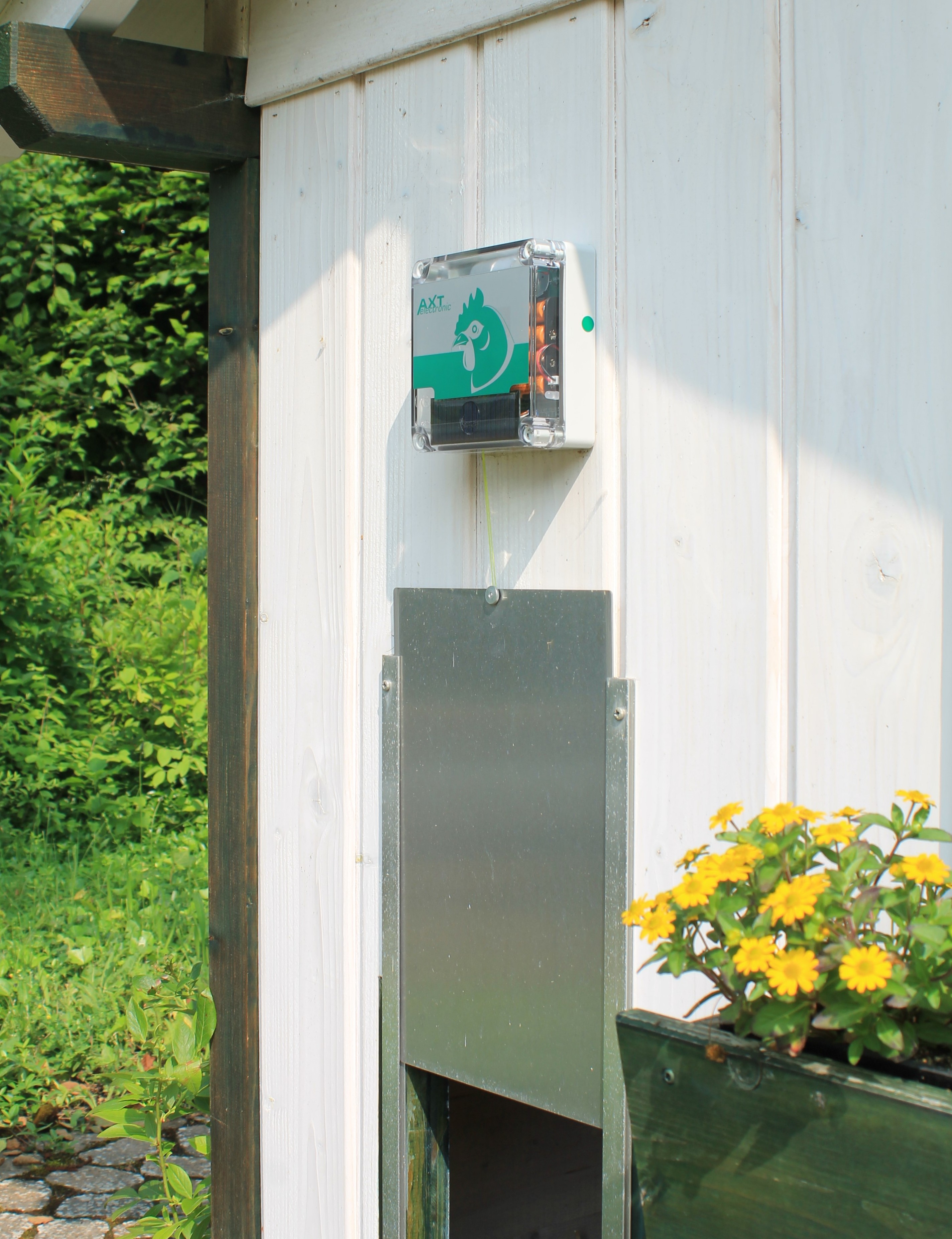 Automatische Hühnerklappe von AXT-electronic an weißer Holzwand. Transparentes Steuergerät mit grünem Hühnerlogo, Solarzelle und grüner LED. Darunter silberne Metallschiebetür leicht geöffnet. Außen mit Büschen und Blumenkasten.